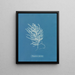 Polysiphonia byssoides af Anna Atkins — indrammet kunstværk på væggen