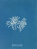 Polysiphonia cristata - Anna Atkins — visning af kunstværket