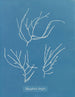 Polysiphonia elongata - Anna Atkins — visning af kunstværket