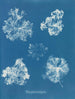 Polysiphonia fastigiata - Anna Atkins — visning af kunstværket