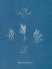 Polysiphonia fructiculosa - Anna Atkins — visning af kunstværket