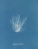 Polysiphonia nigrescens - Anna Atkins — visning af kunstværket