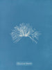 Polysiphonia thuyoides - Anna Atkins — visning af kunstværket