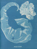 Porphyra laciniata - Anna Atkins — visning af kunstværket