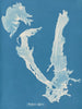 Porphyra vulgaris - Anna Atkins — visning af kunstværket