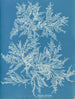 Ptilota plumosa - Anna Atkins — visning af kunstværket