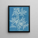 Ptilota plumosa - Anna Atkins — indrammet kunstværk på væggen