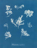 Ptilota plumosa - Anna Atkins — visning af kunstværket