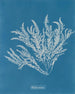Ptilota sericea - Anna Atkins — visning af kunstværket