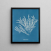 Ptilota sericea - Anna Atkins — indrammet kunstværk på væggen