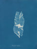 Punctaria latifolia - Anna Atkins — visning af kunstværket