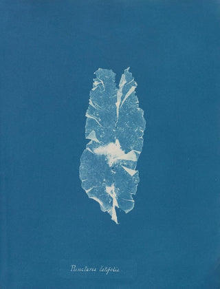 Anna Atkins - Punctaria latifolia.webp