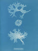 Rhodoménie bifida - Anna Atkins — visning af kunstværket