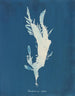 Rhodoménie ciliée - Anna Atkins — visning af kunstværket