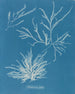 Rhodoménie jubata - Anna Atkins — visning af kunstværket