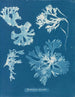 Rhodoménie laciniata - Anna Atkins — visning af kunstværket