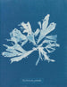 Rhodoménie palmée - Anna Atkins — visning af kunstværket