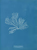 Rhodomenia palmata - Anna Atkins — visning af kunstværket
