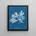 Rhodoménie palmée - Anna Atkins — indrammet kunstværk på væggen