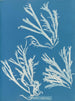 Rhodoménie polycarpe - Anna Atkins — visning af kunstværket