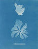 Rhodoménie réniforme-maleri - Anna Atkins — visning af kunstværket