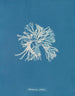 Rhodoménie sobolifera - Anna Atkins — visning af kunstværket