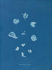 Ruisseaux brillants - Anna Atkins — visning af kunstværket