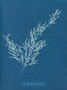 Sargassum bacciferum - Anna Atkins — visning af kunstværket