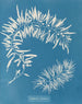 Sargasses plumeuses - Anna Atkins — visning af kunstværket