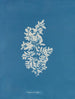 Sargasses vulgaires - Anna Atkins — visning af kunstværket