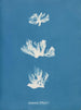 Schizonema dillwynii - Anna Atkins — visning af kunstværket