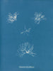 Schizonema helminthosum - Anna Atkins — visning af kunstværket