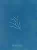 Sporochnus cabrer - Anna Atkins — visning af kunstværket