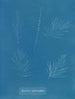 Sporochnus pedunculatus - Anna Atkins — visning af kunstværket