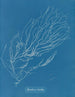 Rhizodes af Sporochnus - Anna Atkins — visning af kunstværket