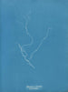 Sporochnus rhizodes - Anna Atkins | Maleri — visning af kunstværket