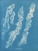 Ulva bullosa - Anna Atkins — visning af kunstværket