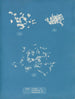 Ulva crispa A - Anna Atkins — visning af kunstværket
