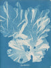 Et meget bredt træ - Anna Atkins — visning af kunstværket
