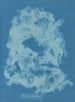 Vaucheria dichotoma - Anna Atkins — visning af kunstværket