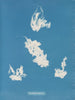 Vaucheria havn - Anna Atkins — visning af kunstværket