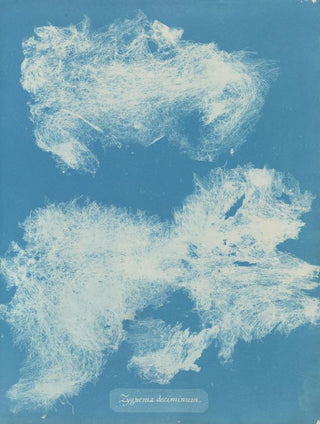 Anna Atkins - Zygnema deciminum.webp