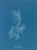 Zygnema brillant - Anna Atkins — visning af kunstværket