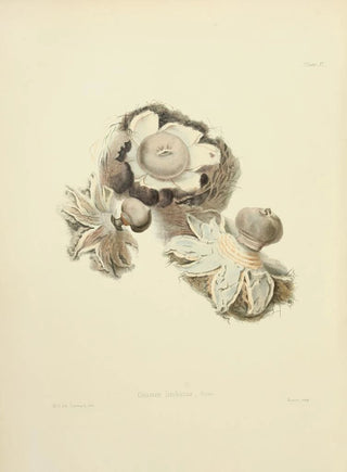 Anna Maria Hussey - Illustrations of British mycology Pl02.webp