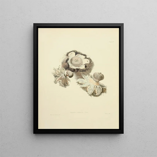 Anna Maria Hussey - Illustrations of British mycology Pl02.webp