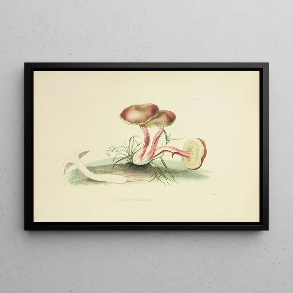 Anna Maria Hussey - Illustrations of British mycology Pl05.webp