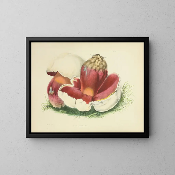 Illustrations de la mycologie britannique Pl07 - Anna Maria Hussey — indrammet kunstværk på væggen