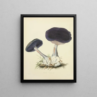 Anna Maria Hussey - Illustrations of British mycology Pl12.webp