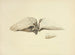 Illustrations de la mycologie britannique Pl43 - Anna Maria Hussey — visning af kunstværket