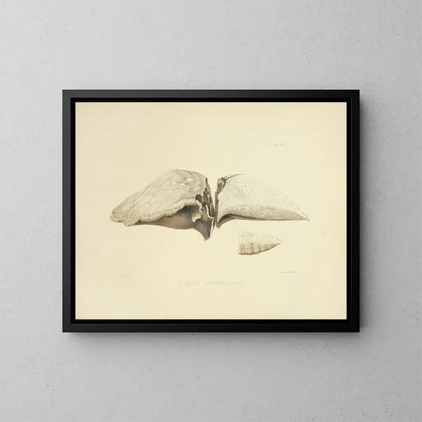 Illustrations de la mycologie britannique Pl43 - Anna Maria Hussey — indrammet kunstværk på væggen